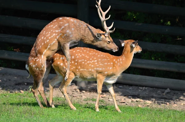 Stock image Japanese deer