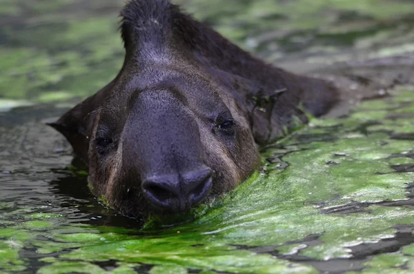 Tapirus — Zdjęcie stockowe