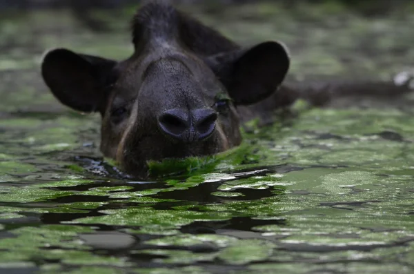 Tapirus — Fotografia de Stock