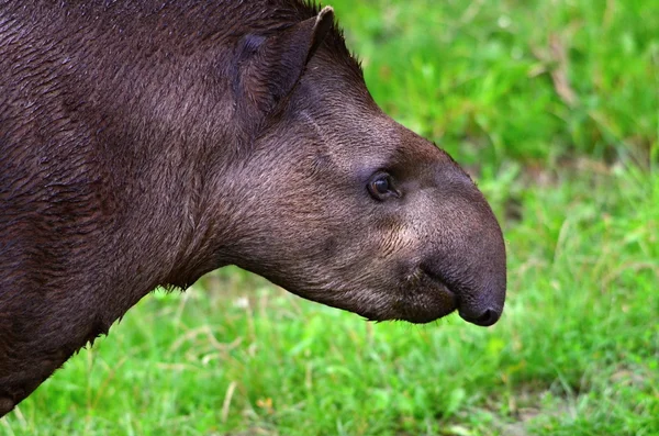 Tapirus — Stockfoto
