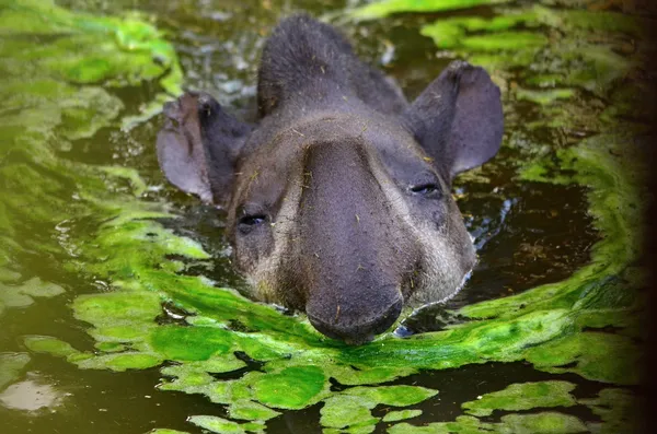 Tapirus — Foto de Stock