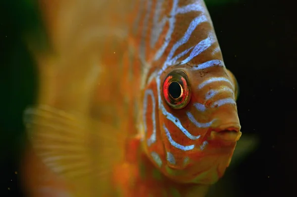 stock image Discus