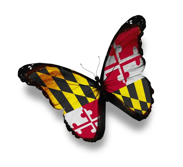 Meryland Flagge Schmetterling, isoliert auf weiß — Stockfoto