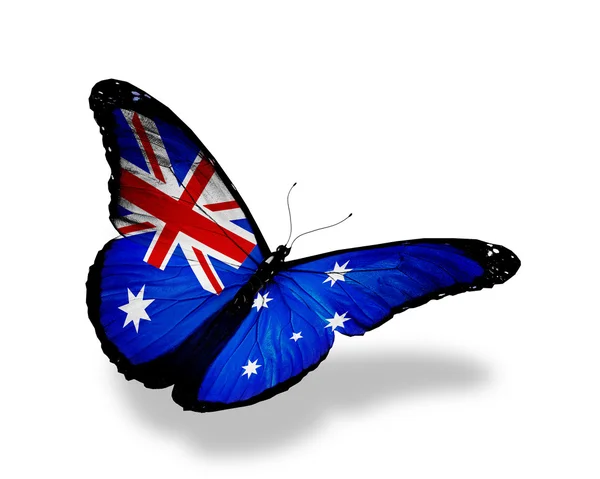ऑस्ट्रेलियाई ध्वज तितली उड़ान भरती है, सफेद पृष्ठभूमि पर अलग — स्टॉक फ़ोटो, इमेज