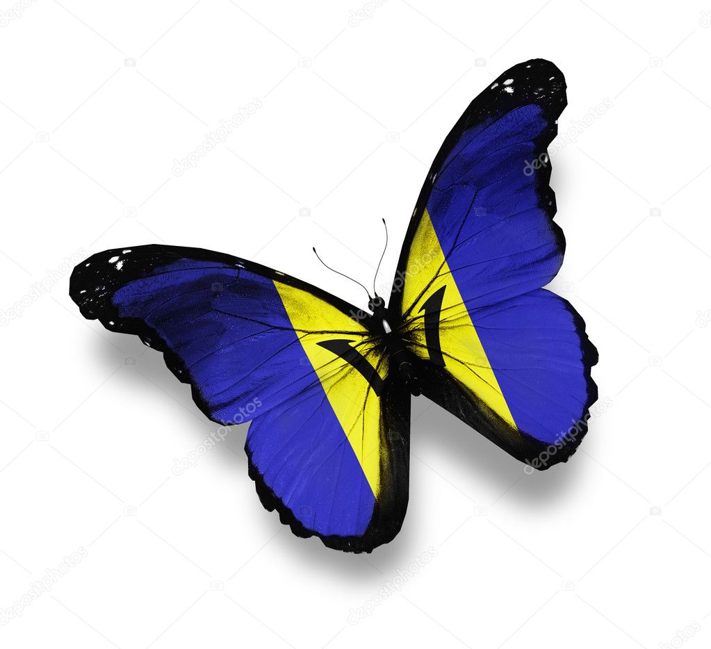 Barbados flag butterfly, isolated on white