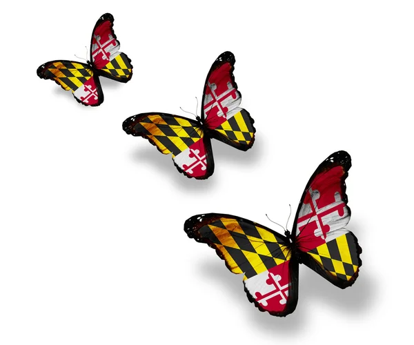 Drei Schmetterlinge der Meryland-Flagge, isoliert auf weißem Grund — Stockfoto