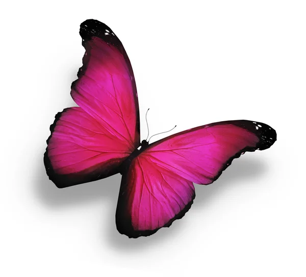 Farfalla rosa morpho, isolata su bianco — Foto Stock