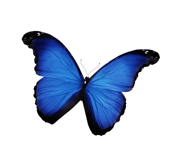 Mariposa azul morfo, aislada en blanco — Foto de Stock