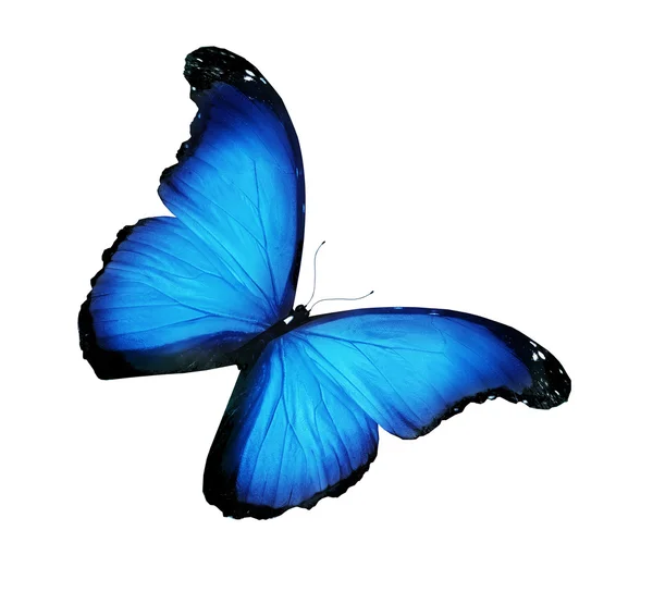 Farfalla blu morpho, isolata su bianco — Foto Stock