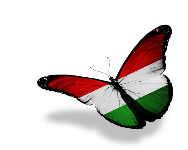 Bandeira húngara borboleta voando, isolado no fundo branco — Fotografia de Stock