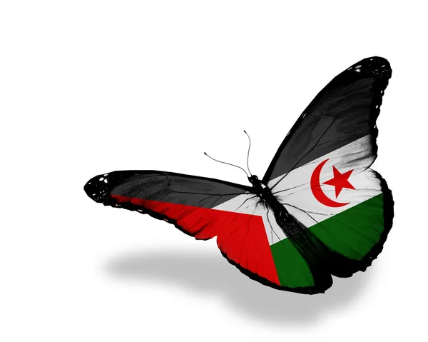 Флаг SADR бабочка летит, изолированные на белом фоне — стоковое фото