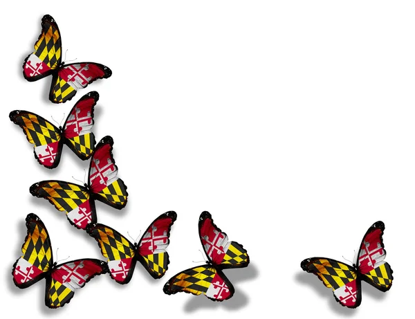 Meryland Flagge Schmetterlinge, isoliert auf weißem Hintergrund — Stockfoto