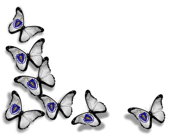 Papillons drapeau du Massachusetts, isolés sur fond blanc — Photo