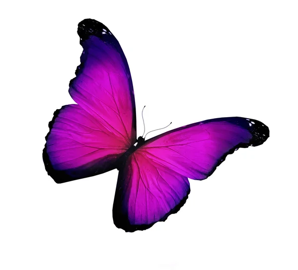 バイオレット モルフォ蝶、白で隔離されます。 — ストック写真
