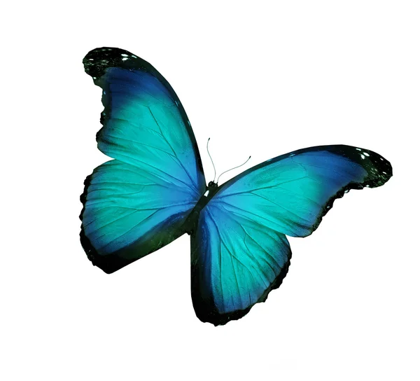 Farfalla turchese Morpho, isolata su bianco — Foto Stock