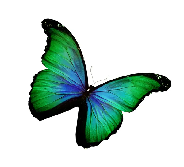 Verde, farfalla blu volante, isolato su bianco — Foto Stock