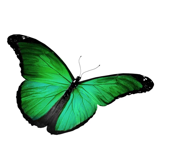 Zielony motyl latający na białym tle na biały — Zdjęcie stockowe