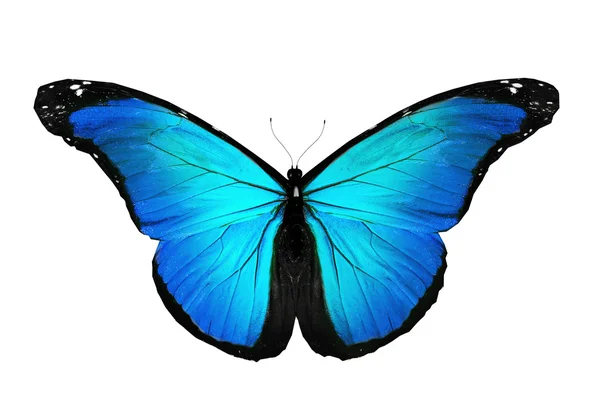 Летающая бирюзовая бабочка, изолированная на белом — стоковое фото
