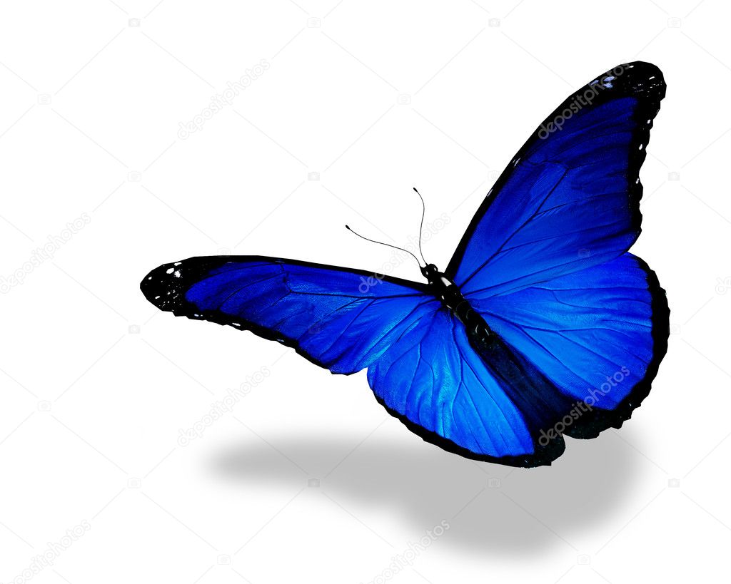 Blue butterfly flying, isolated on white background