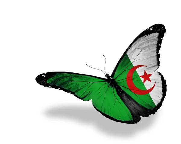 Bandiera algerina farfalla in volo, isolata su sfondo bianco — Foto Stock