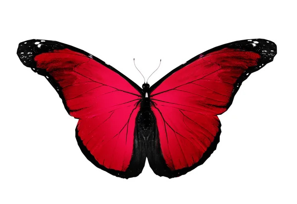 Mariposa roja volando, aislada en blanco —  Fotos de Stock