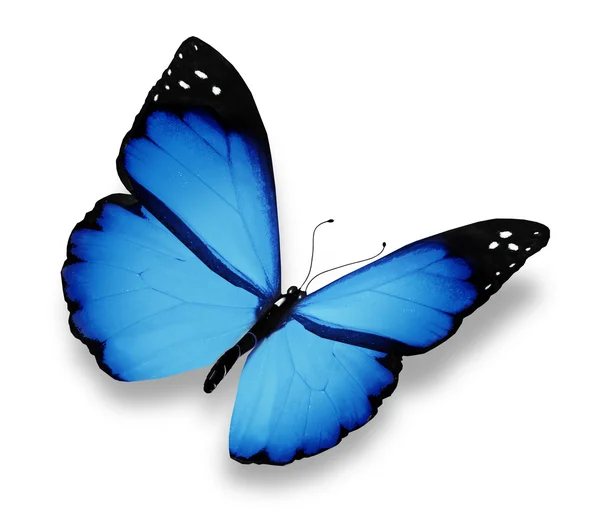 Blauer Schmetterling fliegt, isoliert auf weißem Grund — Stockfoto