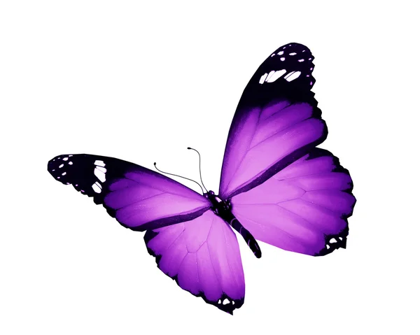 Borboleta violeta voando, isolada em branco — Fotografia de Stock
