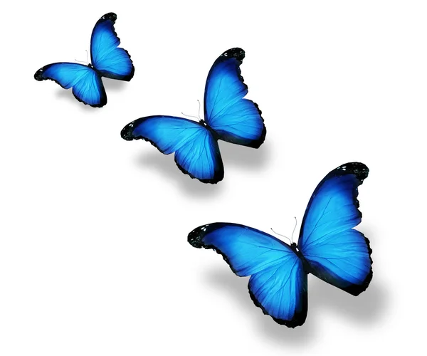 Beyaz izole, üç mavi bayrak kelebekler — Stok fotoğraf
