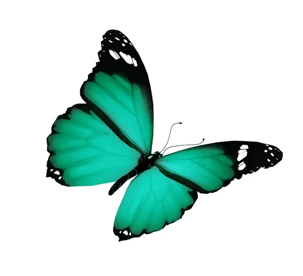 Zöld pillangó repül, a elszigetelt fehér háttér — Stock Fotó