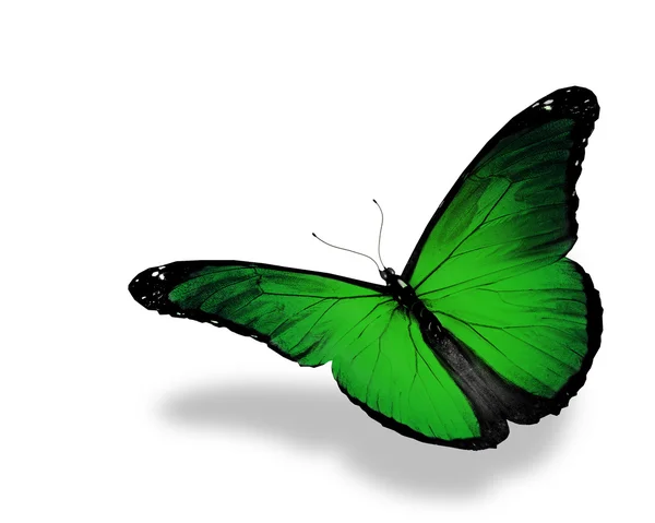 Zielony motyl latający na białym tle na białym tle — Zdjęcie stockowe