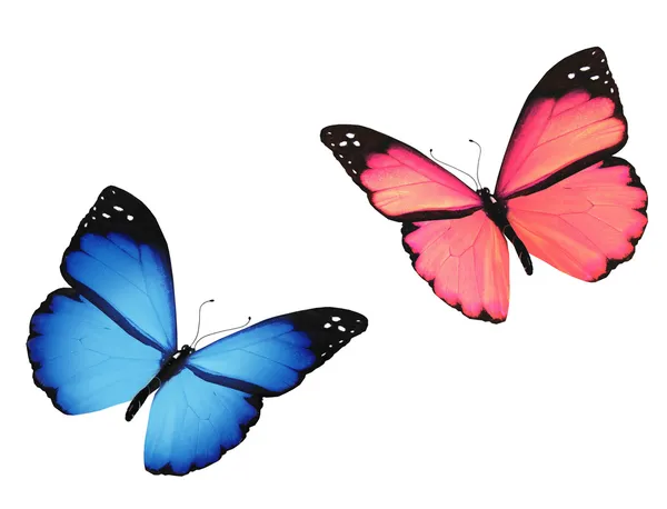 Roze en blauwe vlinder, geïsoleerd op witte achtergrond — Stockfoto