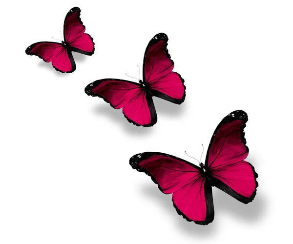 Drei violette Schmetterlinge, isoliert auf weiß — Stockfoto