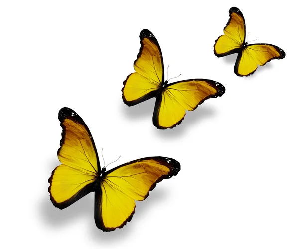 三个黄色的蝴蝶，在白色隔离 — 图库照片