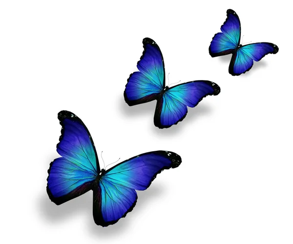 Tre blå fjärilar, isolerad på vit — Stockfoto