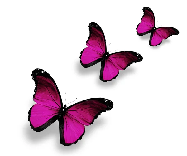 Drie violet vlinders, geïsoleerd op wit — Stockfoto