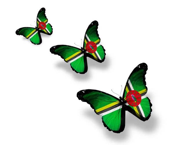 Τρεις Ντομίνικα σημαία πεταλούδες, που απομονώνονται σε λευκό — Φωτογραφία Αρχείου