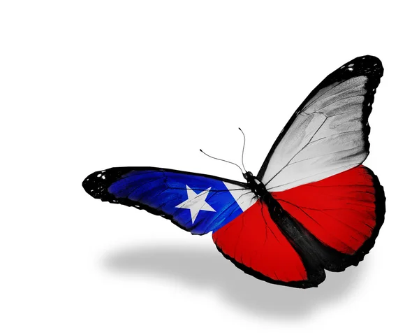 Motýl Chilské vlajky létání, izolované na bílém pozadí — Stock fotografie