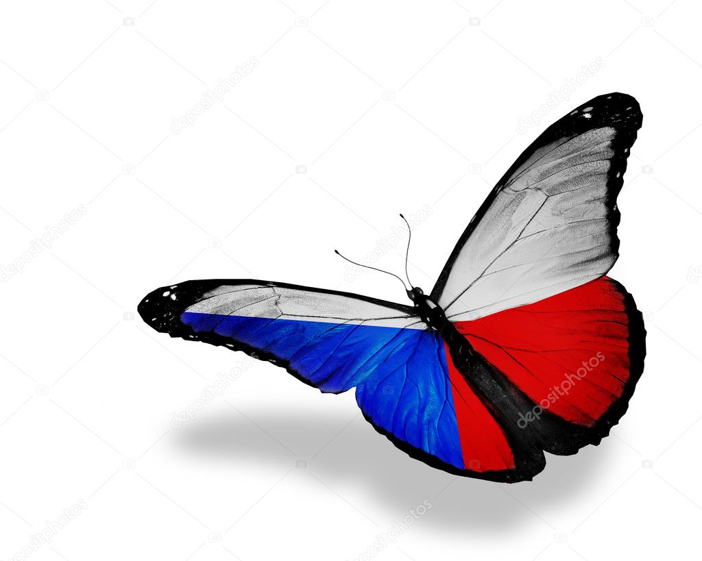 Czech flag butterfly flying, isolated on white background