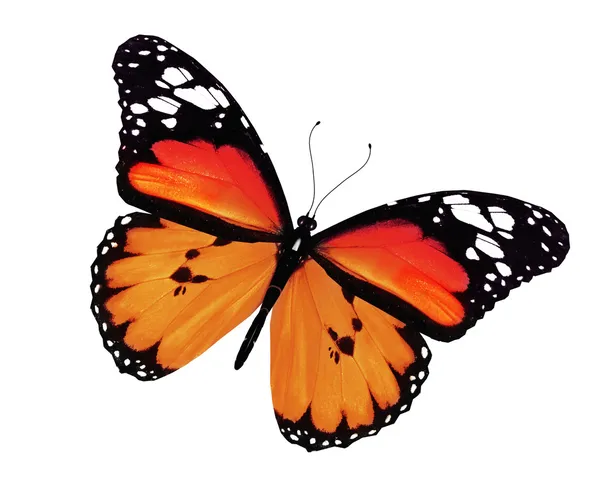 Narancssárga pillangó, elszigetelt fehér background — Stock Fotó