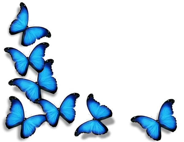 Kék zászló pillangók, elszigetelt fehér background — Stock Fotó