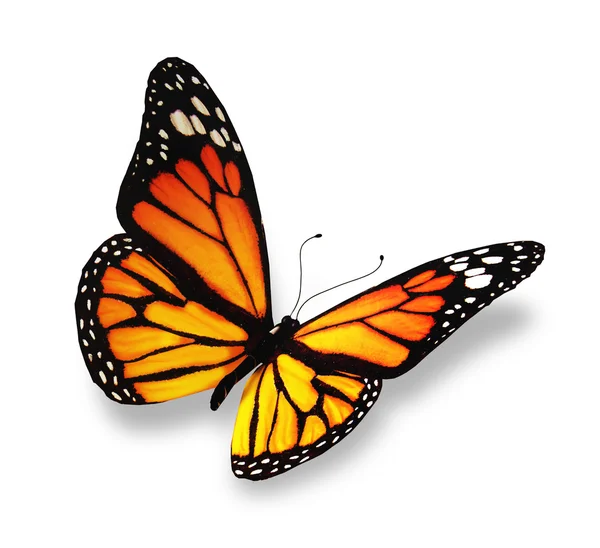 Κίτρινο-πορτοκαλί πεταλούδα, που απομονώνονται σε λευκό φόντο — Φωτογραφία Αρχείου