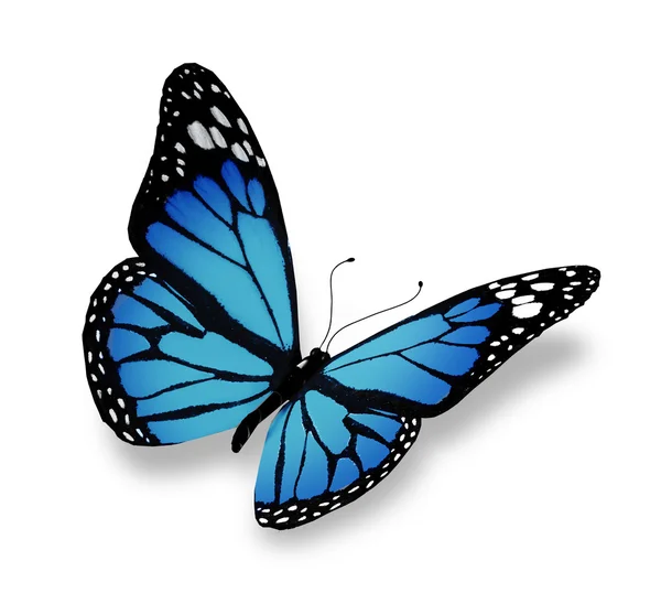 蓝色的蝴蝶，在白色背景上孤立 — 图库照片