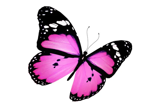 Farfalla rosa volante, isolata su bianco — Foto Stock