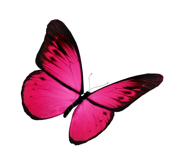 Pembe kelebek, üzerinde beyaz izole — Stok fotoğraf