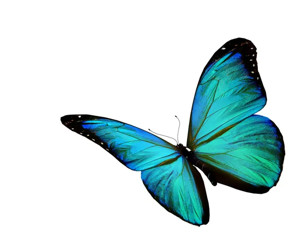 Farfalla turchese volante, isolata su sfondo bianco — Foto Stock