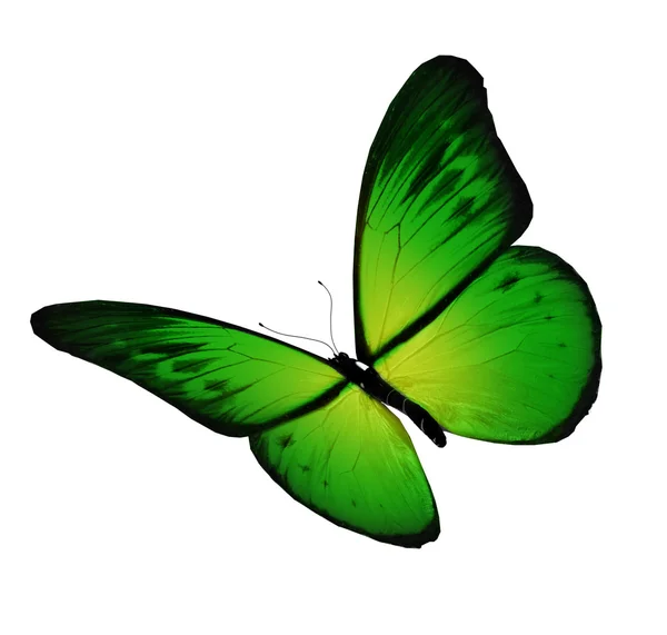 Grüner Schmetterling fliegt, isoliert auf weißem Hintergrund — Stockfoto