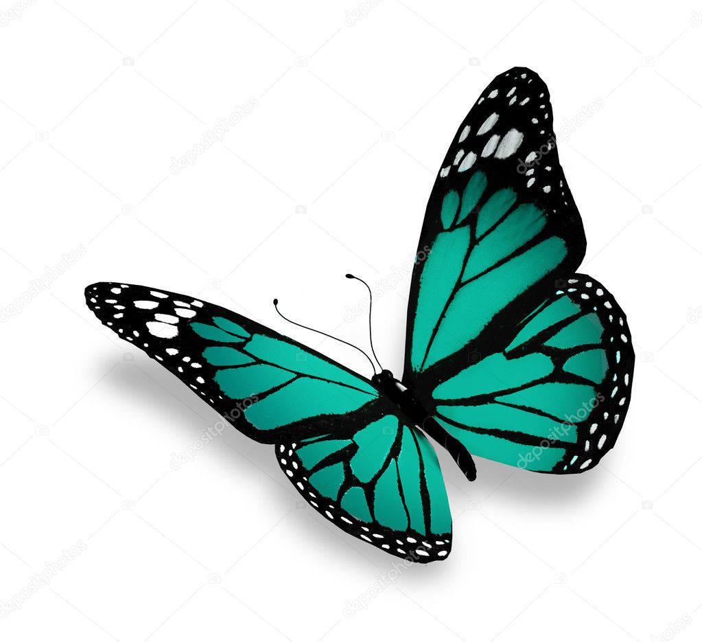 Turquoise butterfly, isolated on white background Stock Photo by ©sun ...