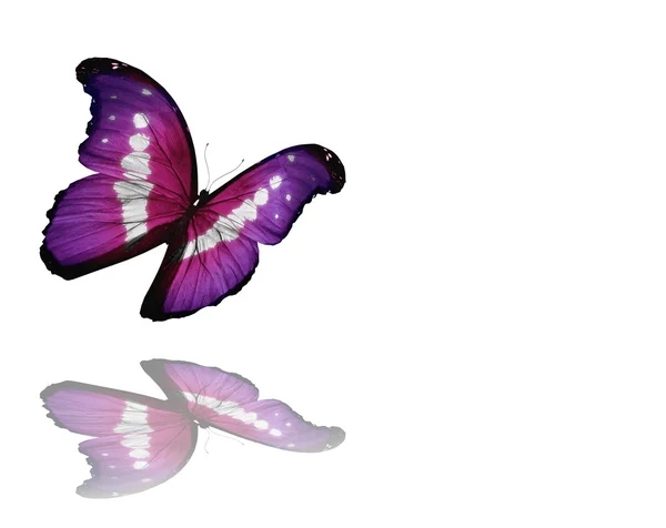 Morpho violett Schmetterling fliegen, isoliert auf weißem Hintergrund — Stockfoto