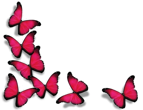 Rosa Schmetterlinge, isoliert auf weißem Hintergrund — Stockfoto