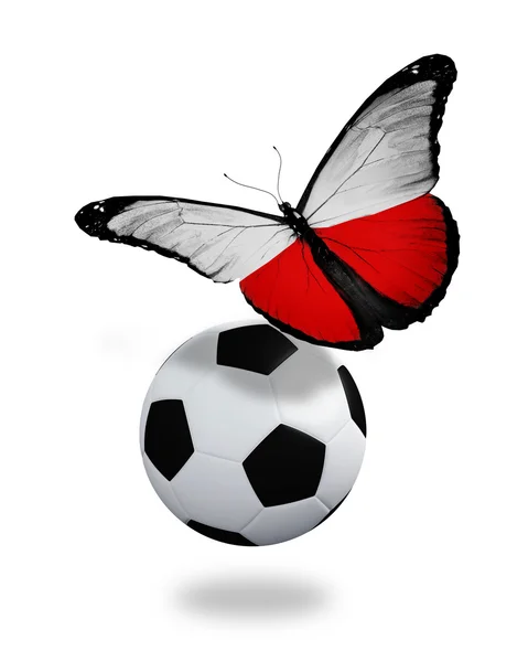 Concepto - mariposa con bandera polaca volando cerca de la pelota, como —  Fotos de Stock